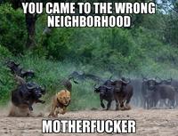 You Came to the Wrong Neighborhood