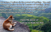 Dogs