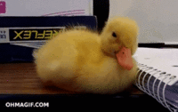 Cute Animals