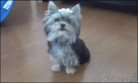 Dogs