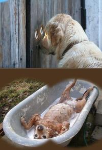 Dogs