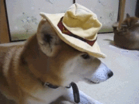 Fedora Shaming