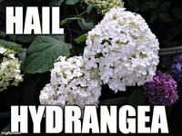 Hail Hydra