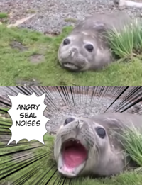 angry noises angry botan noises angry noises your meme angry noises angry botan noises angry noises your meme