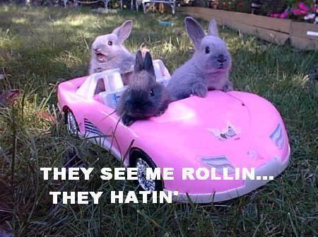 bunnies.jpg