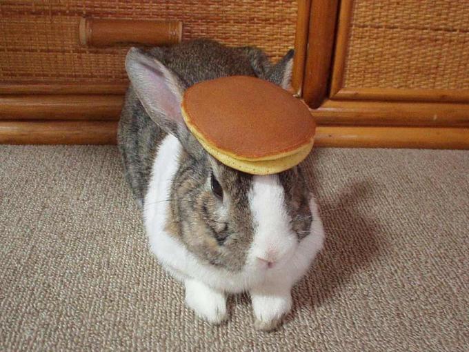 http://i2.kym-cdn.com/photos/images/newsfeed/000/007/445/pancake_bunny.jpg