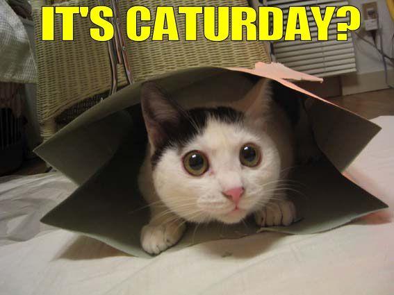 funny_cat_pictures_144.jpg