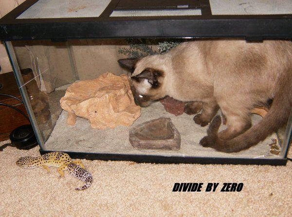Divide By Zero