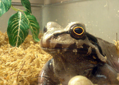 Hypnotoad