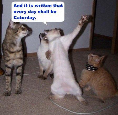 Caturday