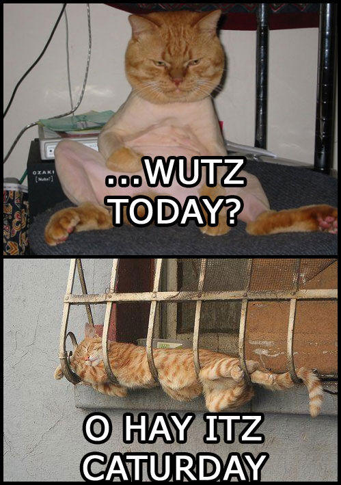 caturday2.jpg