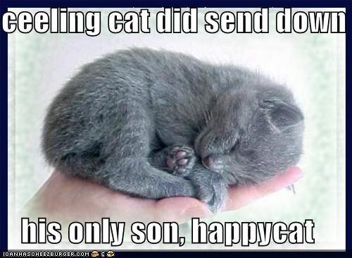funny-pictures-happycat-kitten-hand.jpg
