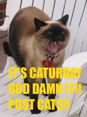 Caturday