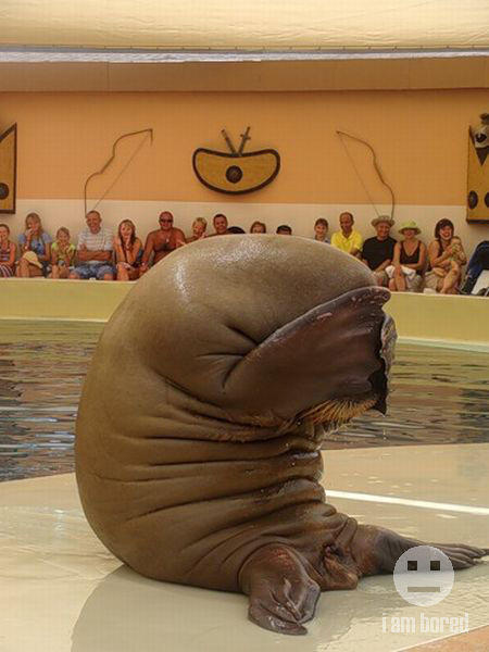 39122_walrusshameaug.jpg