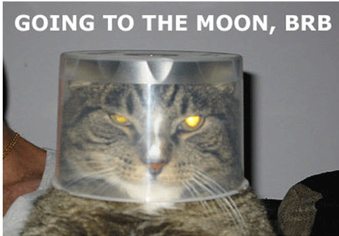 catz_28.gif