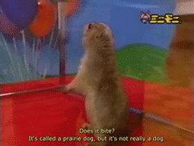 UJWWUVYZPPG6TCJBVJQRQIRPSX3LZ3IC.gif
