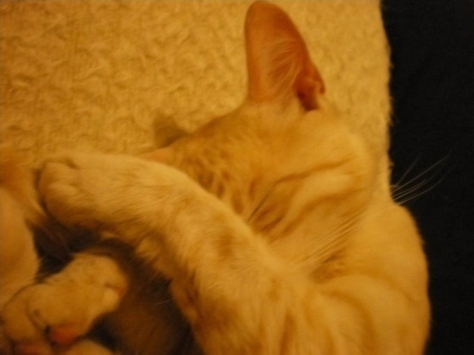 Facepalm_by_R1FL3.jpg