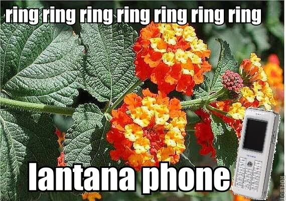Bananaphone