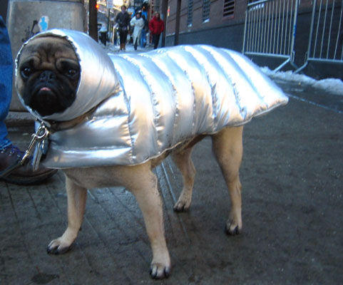 balloonboy_dog.jpg