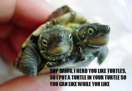 SupDawgTurtles.jpg