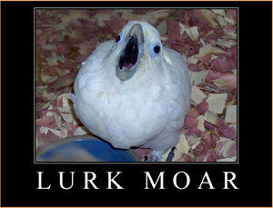 lurkmoar.jpg