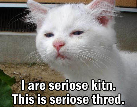 Serious Cat