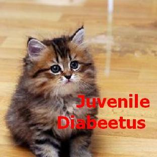 Diabeetus