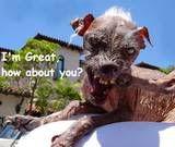 Sam the World's Ugliest Dog