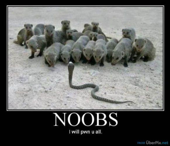 Noob
