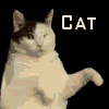 Kitty Cat Dance