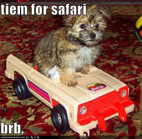 loldogs-funny-dog-pictures-cute-puppies-tiem-for-safari-brb.jpg
