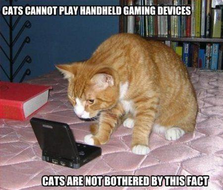 Average Cats
