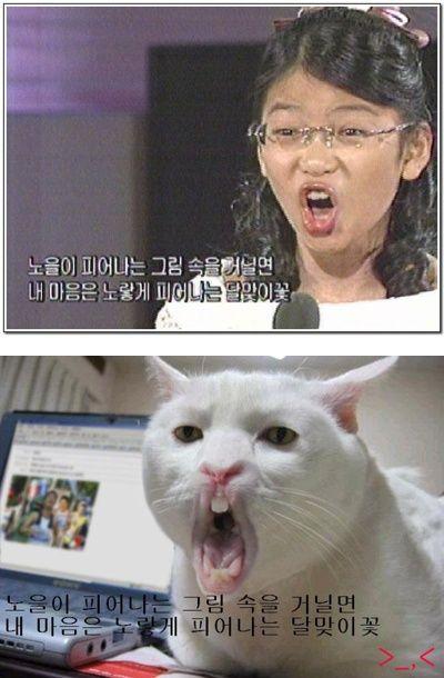 Serious Cat