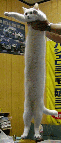 Longcat
