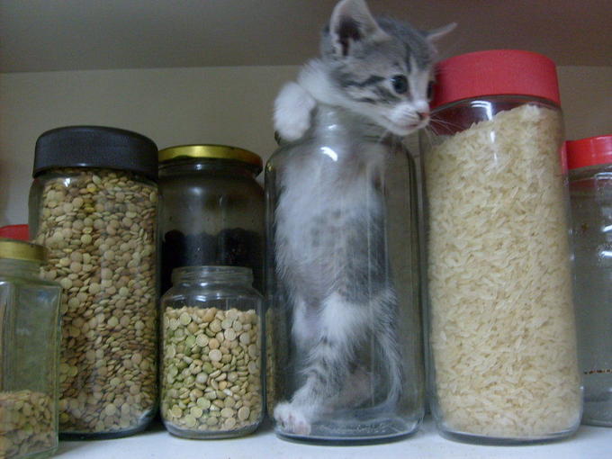 Bonsai_kitten_kitchen_version_by_yuuzafka.jpg