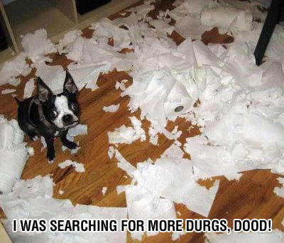 funny-crazy-dog.jpg