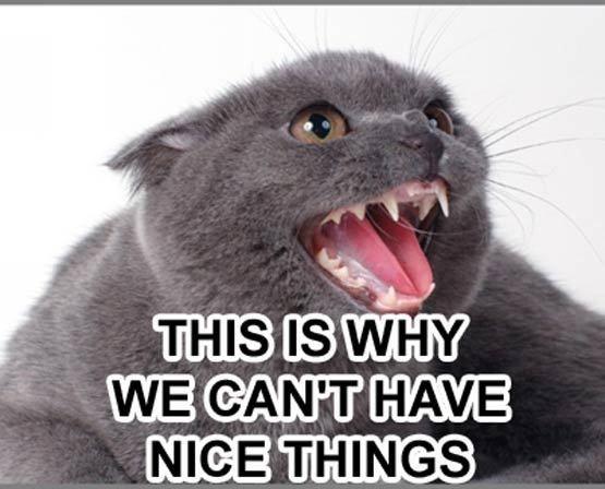 Cats Its Why I Can T Have Nice Things Cats Its Why I Can T Have Nice Things