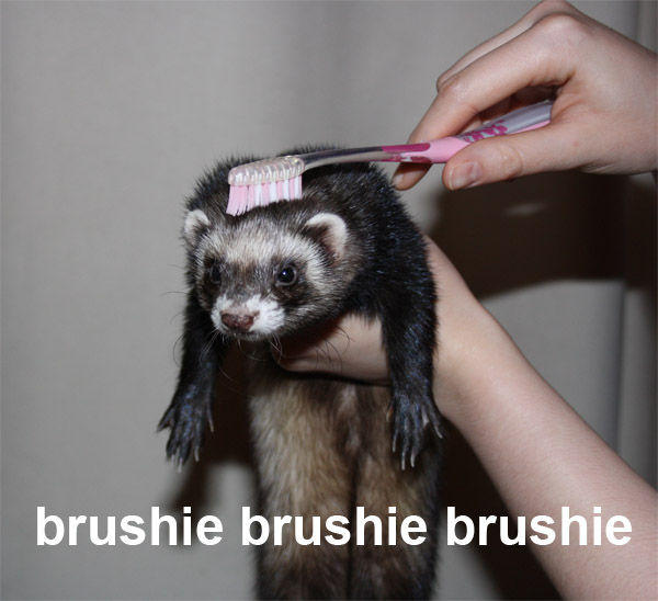brushie_buffy.jpg