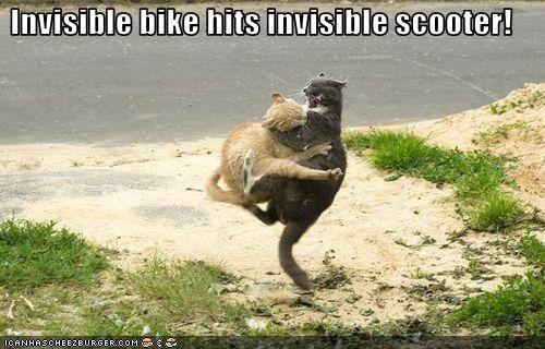 funny-pictures-cats-collide.jpg