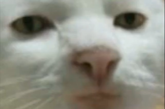 SRS_CAT.PNG
