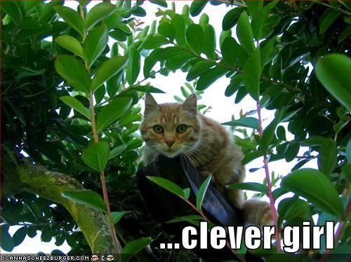 clevergirl128526744970468750.jpg