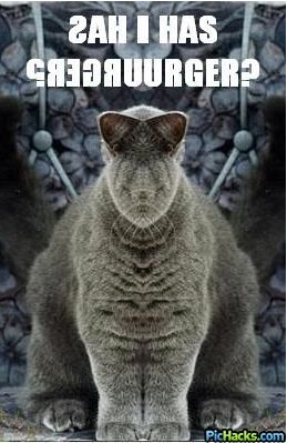 happy_cat_unitinu.png