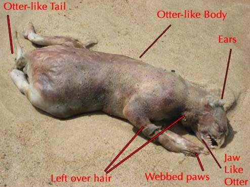 otter_monster-706734.jpg
