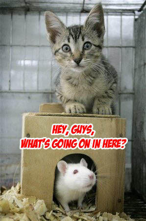 Ratcat.jpg