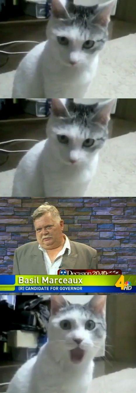 catbasil.jpg