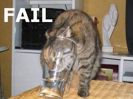 Failcat.jpg