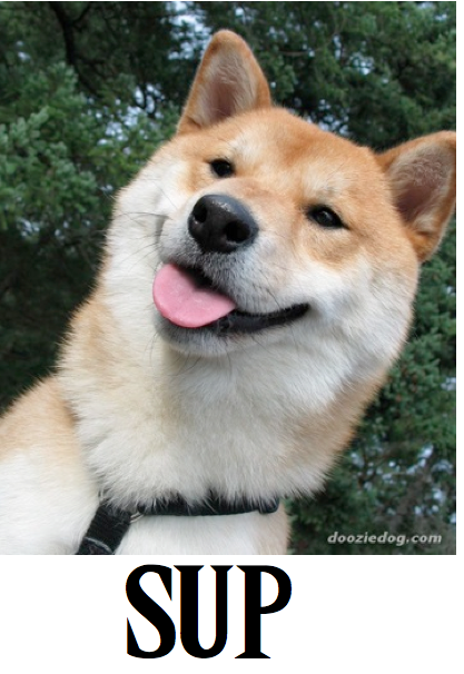Cool Dog