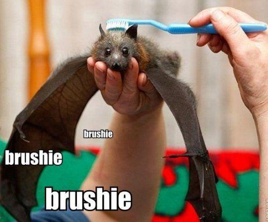 Brushie Brushie Brushie