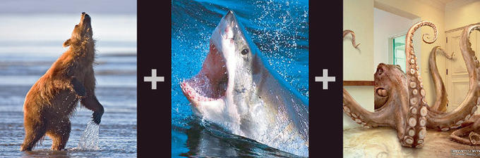 bearsharktopus-before.jpg