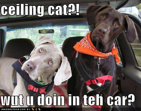 loldog-funny-dog-picture-ceiling-cat-in-teh-car.jpg